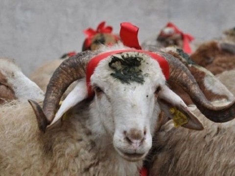 Azərbaycanda Qurban bayramı qeyd olunur