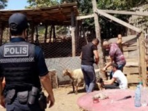 Polis qurbanlıq heyvanların satış yerlərində reyd keçirdi