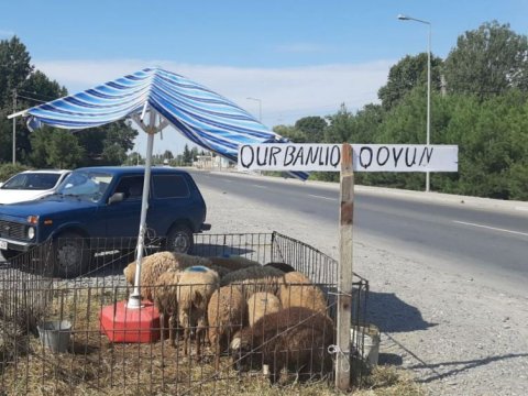 İcazəsiz yerdə qurbanlıq heyvan satan şəxs saxlanılıb