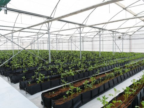Azərbaycanda istixanalar, soyuducu anbarlarla bağlı YENİLİK