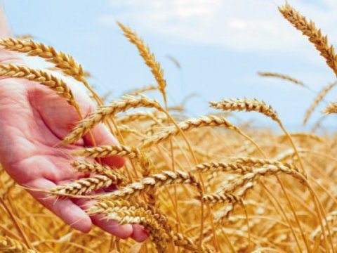 Nazirlik əmin etdi: Pandemiyanın dünyada doğurduğu ərzaq təhlükəsinin Azərbaycana təsiri yoxdur