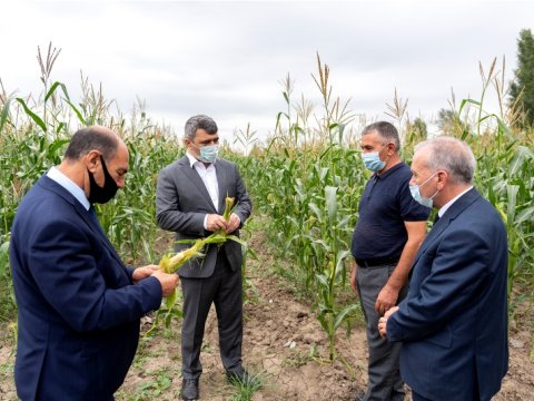 İnam Kərimov əkin sahələri və meyvə bağlarına baxış keçirdi