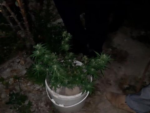 Xaçmazda narkotik becərən şəxslər saxlanıldı - FOTO