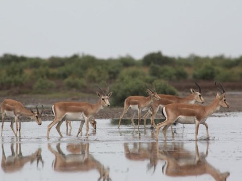 Sabahdan milli parklar ziyarətçilər üçün açılır