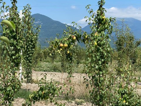 Bəzi rayonlarda aqrobağların vəziyyəti yaxşı deyil - Nazir müavini