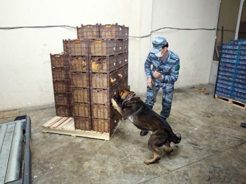 Azərbaycandan keçməklə Qazaxıstana 305 kq heroin aparılmasının qarşısı alındı