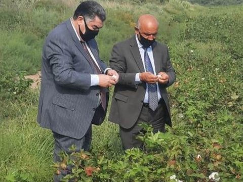 Hacıqabulda pambıq yığımına başladı  