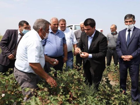Neftçalada əllə pambıq yığımına başlanılıb - FOTO