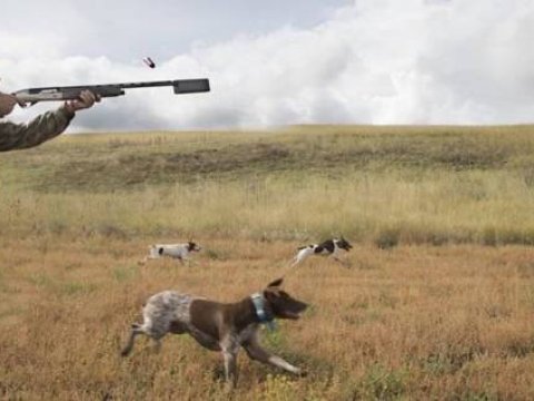 Bu rayonlarda qanunsuz ov edənlər cərimələndi