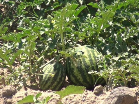 Azərbaycan bostan bitkilərini ən çox bu ölkələrə satır