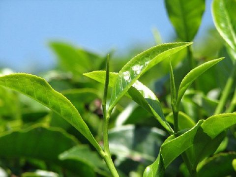 Çay haqqında bilmədiklərimiz