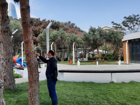 Bakı və Abşeronda ağacların quruma səbəbi araşdırılır - İşçi Qrup yaradıldı  