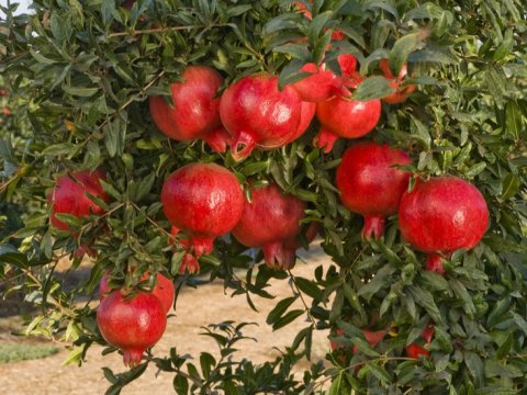 Azərbaycanda nar sahələrinin genişləndirilməsi təklif olundu