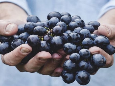 Ermənistanda üzüm istehsalçıları müflisləşirlər
