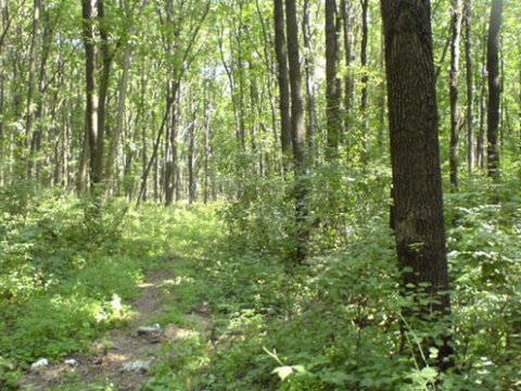 Azərbaycanın meşə sahəsinin 25 faizi işğal olunmuş ərazilərdə yerləşir