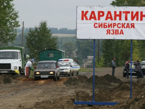 Azərbaycanla sərhəddə “Sibir xorası” yayıldı