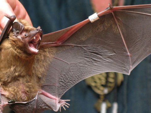 Rusiyada yaşayan yarasalarda koronavirus aşkarlandı
