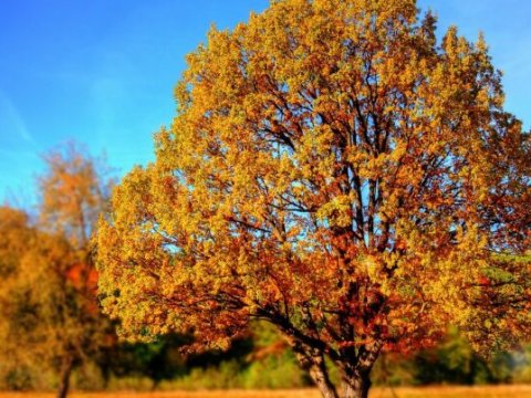 Oktyabrın son gününə olan hava proqnozu