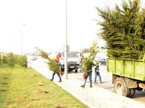 Bakıda kütləvi ağacəkmələr aparılır - FOTO