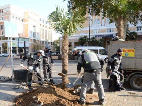 Paytaxtda mövsümü ağacəkmələr davam edir - FOTOLAR