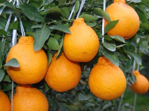 Azərbaycanda iki yeni sitrus meyvənin kütləvi yetişdirilməsinə başlanıldı