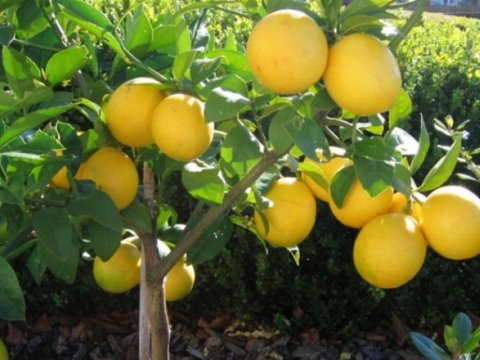 Lənkəranda 5 min ədəd limon meyvələri oğurlandı