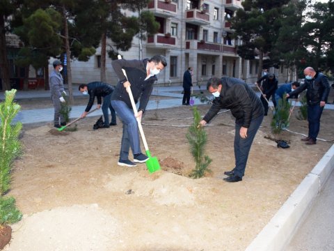 Naftalanda 1000-dən artıq ağac əkilib - FOTO