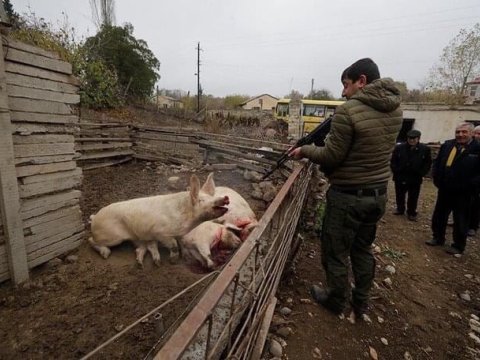 Laçını tərk edən ermənilər apara bilmədikləri heyvanları öldürürlər - FOTO