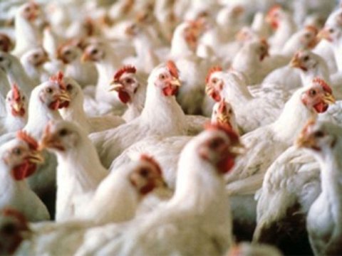 Quş qripi bu ölkəni cənginə aldı