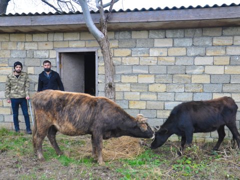 Şəhid və qazi ailələri üçün təsərrüfatlar yaradıldı - FOTOLAR