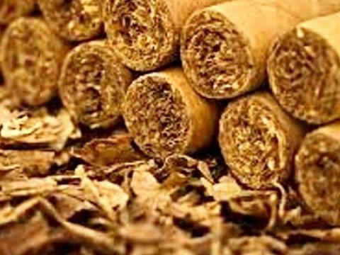 Bugünədək sahələrdən 7 min tona yaxın tütün yığılıb