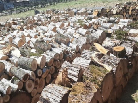 Nazirlik oduncağa əlavə ehtiyacı olanlara müraciət etdi