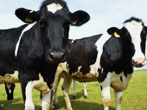 Azərbaycanda kənd təsərrüfatı heyvanlarını sığortalayırlar