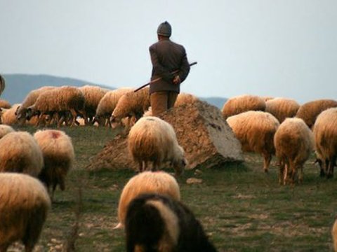 Fermadan 21 baş heyvan oğurlandı