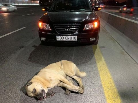 Bakıda çoban iti qəzaya səbəb oldu - FOTO
