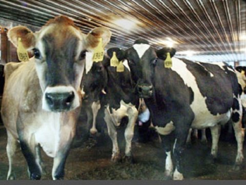 Dövlət agentliyindən yoluxucu heyvan xəstəlikləri ilə bağlı XƏBƏRDARLIQ