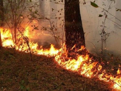 Hirkandakı yanğının söndürülməsində çətinlik yaranıb - ETSN