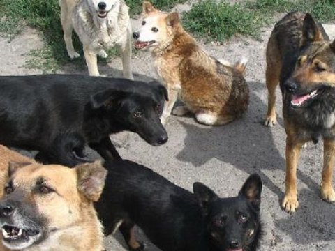 İsmayıllıda itlərin hücumuna məruz qalan kişi öldü