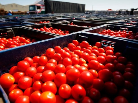 Qazaxıstandan Azərbaycana pomidor QADAĞASI