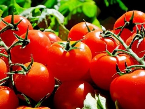 Daha 13 müəssisə Rusiyaya pomidor və alma ixrac edəcək