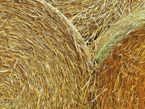Hacıqabulda dəhşət: ot presləyən qurğuya düşdü, xəstəxanada keçindi