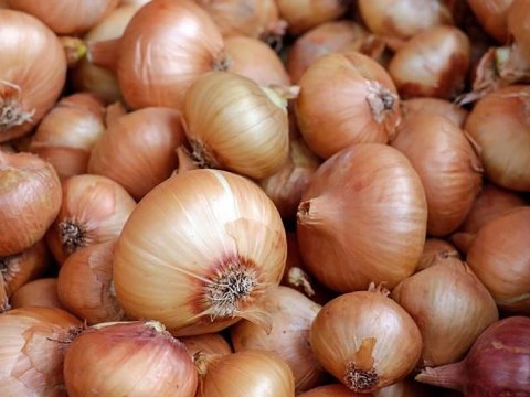 Qazaxıstandan gətirilən 650 ton soğan yararsız çıxdı