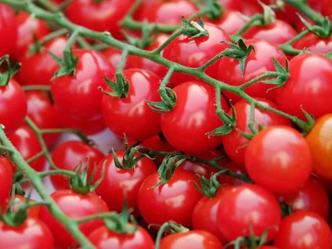 Qazaxıstana pomidor ixracı bərpa olundu