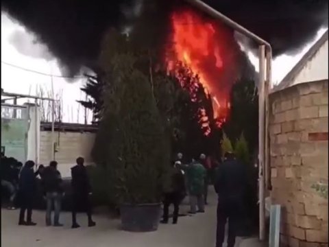 Bakıda satışda olan 108 ədəd ağac yandı