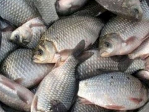 Rusiyadan ölkəmizə gətirilən vaxtı keçmiş balıq məhsulları saxlanıldı