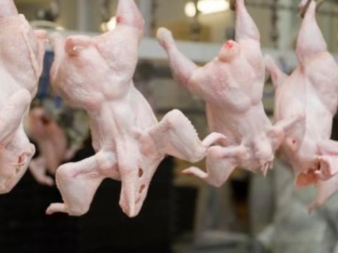 Belarusdan gətirilən toyuq ətində təhlükəli virus aşkarlandı