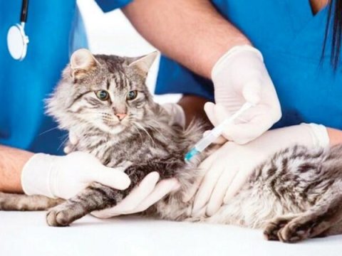 Rusiya heyvanlar üçün koronavirus peyvəndi hazırlayır