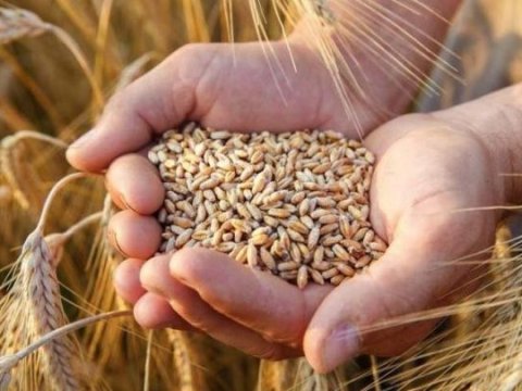 Azərbaycan buğda idxalını daha 3 il ƏDV-dən azad edir