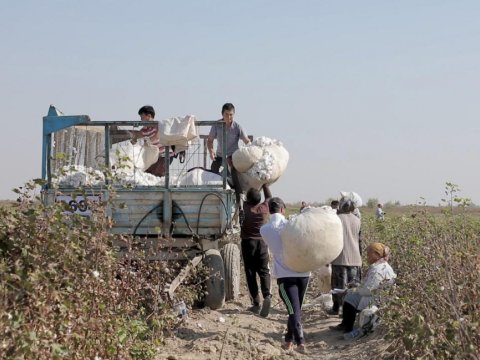 Özbəkistan pambığına qarşı boykot dayandırılır