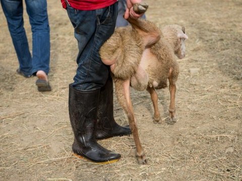 İmişlidə qoyun oğrusu saxlanıldı